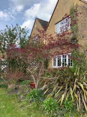 Large Japanese Acer Maple Tree Bush Garden Plants Well Established GL556HR - Image 1 of 4