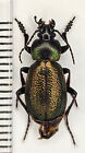 Carabidae, Curtonotus transiliensis , male A1-, Kazakhstan