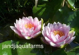 Fabiola Water Lily Pink natural filter stop algae koi garden pond J&J Aquafarms - Picture 1 of 2