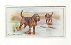 Wills NZ Dog Cigarette Card 1926 -#20 Otterhounds