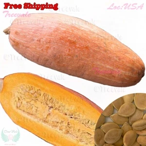 Pink Banana Squash SEEDS | Jumbo/Mexican Banana-Winter Squash | Vegetable Seeds - Picture 1 of 1