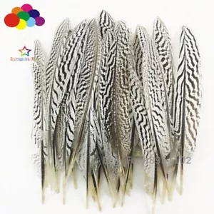 New 100Pcs 20-25CM Natural silver Pheasant white Tail Feather - Picture 1 of 4