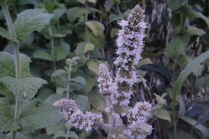 10 Samen Apfelminze,Mentha rotundifolia#711 - Bild 1 von 1