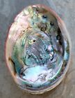 LARGE RED ABALONE MOTHER OF PEARL SEASHELL FOR DECORATIONS JEWELRY OR SMUDGING