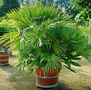 2 winterharte Mazari-Palmen schnellwüchsige exotische Pflanzen im für den Garten