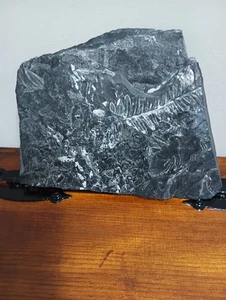 Slate Rock W/ Fossil Imprints(6.5"X5x3/4") - Picture 1 of 4