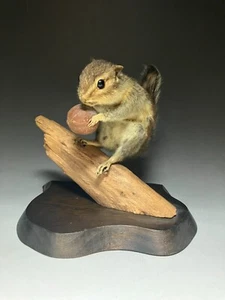 stuffed animals,Real squirrel, Chipmunk (Tamias) Taxidermy - Picture 1 of 23
