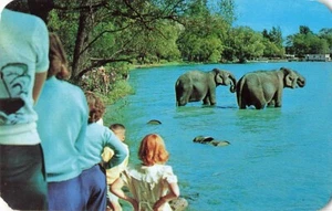 Postcard Elephants Onlookers Roseland Park Canandaigua Lake New York NY 1958 - Imagen 1 de 2