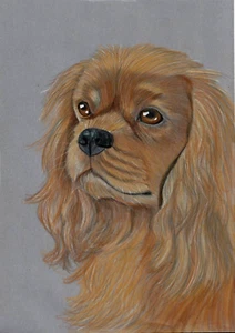 Original colour pencil artwork art picture Brown King Charles spaniel dog - Picture 1 of 3