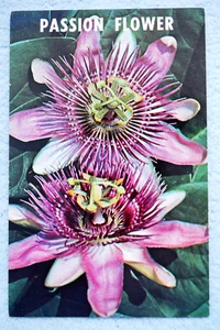 Passion Flower - Picture 1 of 2