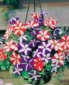 50 x PETUNIA TRAILING MIXED Seeds - Picture 1 of 2
