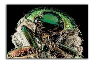 GREEN JAPANESE BEETLE, Macro HEAD SHOT Photo Print (Borderless) Poster 19x13 in. - Image 1 of 2