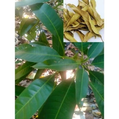 HOJAS DE MANGO SECAS Té de Hierbas Natural Sri Lanka Mangifera Indica 120g NUEVO Foto 1 de 4