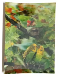 Sittich Paar Vögel Papagei linsenförmige Postkarte 3D Karte Asahi Japan Neuheit UNP - Bild 1 von 2
