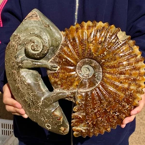 12.36LB Rare natural polished Natural conch fossil specimens of Madagascar - Picture 1 of 12