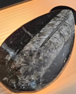 Huge Orthoceras Fossil Stone 101.8 Grams - Picture 1 of 8