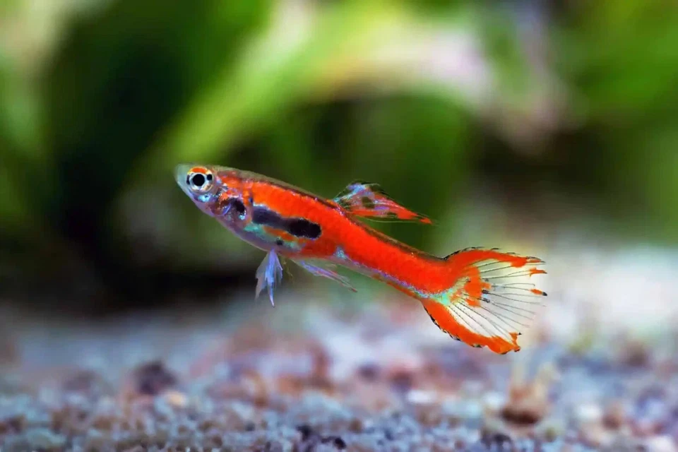 PZ.5 Endler Red Scarlet - Pesci - laghetto acquario POND - Immagine 1 di 1