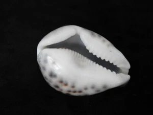 Sea shell Cypraea tigris 66.9mm ID#6503 - Picture 1 of 6