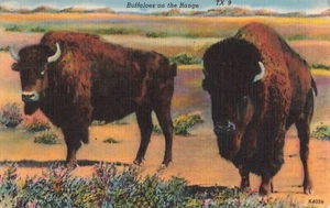 Buffalo on The Range Postkarte M23 - Bild 1 von 2