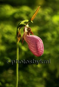 FLOR DE DAMA ROSA 12 x 18 Foto Arte de la Naturaleza Fotografía Firmada por Artista - Imagen 1 de 1