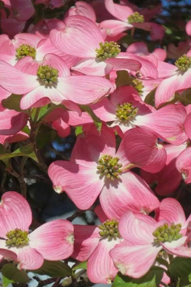 6 Неукорененных Черенков Розовый Кизил Реликвия Дерево Богатый Глубокий Розовый Цвет - Изображение 1 из 1