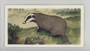 1954 Neilson's Chocolate Interesting Animals Badger #9 0j8f
