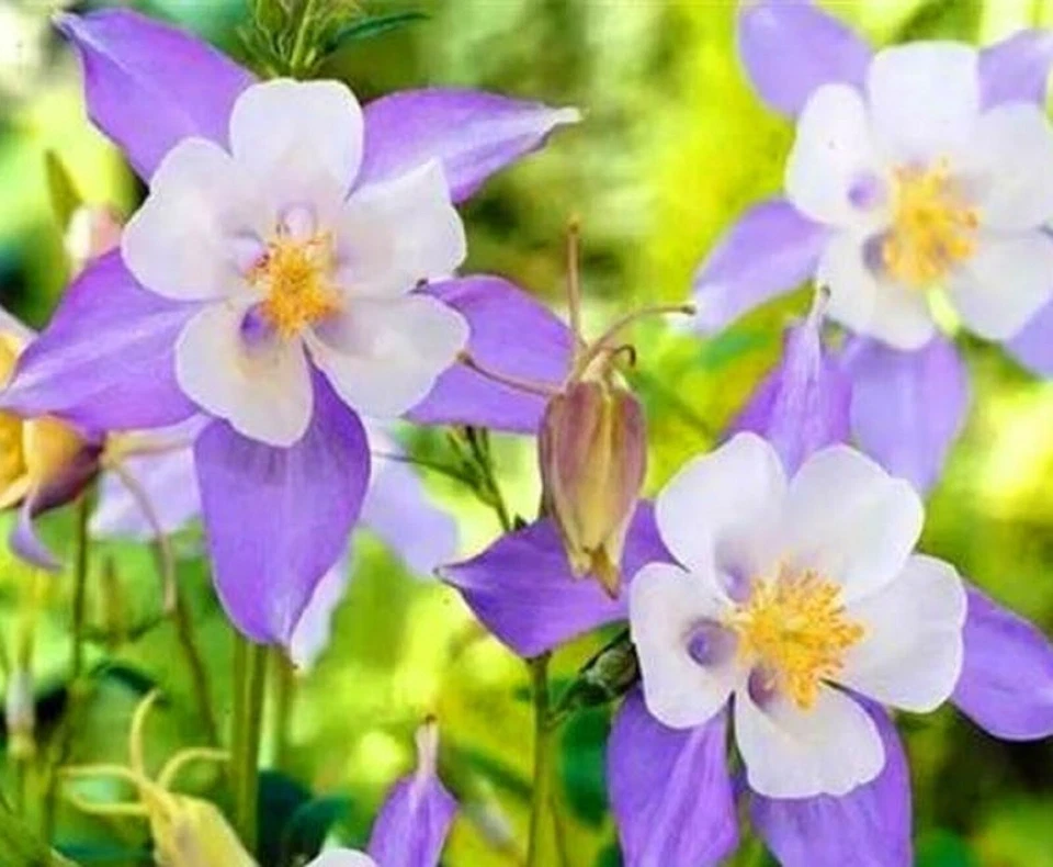 Semillas de flores perennes Blue Columbine Aquilegia 100+ semillas compra 4 envío gratuito Foto 1 de 1