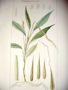 DIETRICH D. Nathaniel Friedrich Flora Universalis 1831-1861 STREPTOCHAETA - Bild 1 von 1