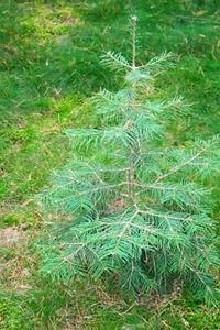 25 Coloradotanne, Abies concolor, dreijährig verschulte Sämlinge, wurzelnackt - Bild 1 von 1