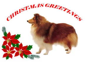 SHETLAND SHEEPDOG SHELTIE SINGLE DOG PRINT GREETING CHRISTMAS CARD - Picture 1 of 1