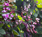 Helmbohne 5 Samen, Hyacinth Bean, Dolichos Lablab