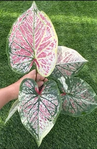 AUTHENTIC Caladium  Rangrak 1 bulbs - Picture 1 of 4