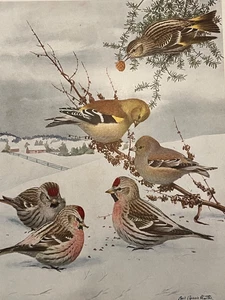 Birds of NY Greater Redpoll Goldfinch Color Plate Print Louis Agassiz Fuertes - Picture 1 of 2