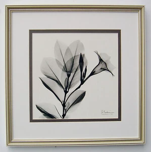 Albert Koetsier "Madella in Black & White" in White Frame - Picture 1 of 1