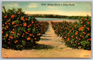 Leinen Postkarte Orangenhaine im sonnigen Florida - Bild 1 von 2
