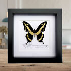Papilio Heraclides cresphontes, Giant Swallowtail Butterfly,  framed 6&quot; x 6&quot;