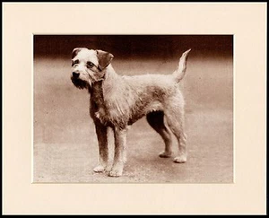 BORDER TERRIER STEHENDER HUND SCHÖNER SEPIA DRUCK RAHMENFERTIG MONTIERT - Bild 1 von 1