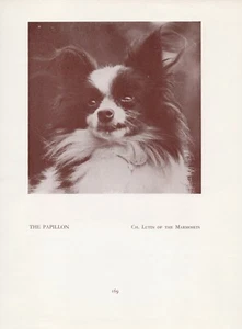 PAPILLON HEAD STUDY OLD VINTAGE 1934 NAMED DOG PRINT PAGE - Picture 1 of 1