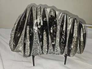 Hermosa placa/placa/escultura de ortoceras - Imagen 1 de 4