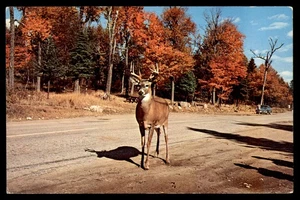 Postcard Deer Crossing in Autumn - Picture 1 of 2