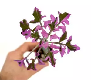 Senecio articulatus VARIEGATED - - no crested obesa - Foto 1 di 8