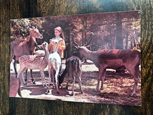 West Coast Deer Park Bandon Oregon Postcard - Bild 1 von 2