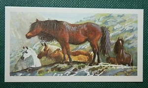 WELSH MOUNTAIN PONY Vintage Karte DE30M - Bild 1 von 1