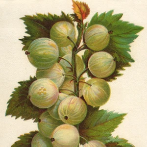 Victorian Seed Catalog Print GOOSEBERRY Chromolithograph 1884 Botanical Art - Picture 1 of 2