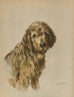 OTTERHOUND LOVELY ORIGINAL OLD VINTAGE 1930