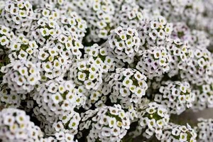 1000 WHITE SWEET ALYSSUM Carpet Of Snow Lobularia maritima Blumensamen - Bild 1 von 6