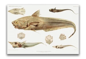 "Ilustración de variedades de pescado de Alberto I 1848-1922 (sin bordes) estampado artístico 19x13" - Imagen 1 de 3