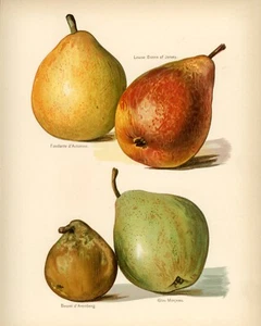 12850.Poster print.Room Wall design.Vintage garden fruit.Pears.Kitchen decor - Picture 1 of 1