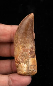 Quality Carcharodontosaurus Tooth not T. rex. Theropod Dinosaur 2.85” 0852 - Bild 1 von 4