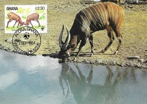 Bongo Antelopes Strong Horns Bongo Ghana Maxi FDC Card 1984 - Picture 1 of 1